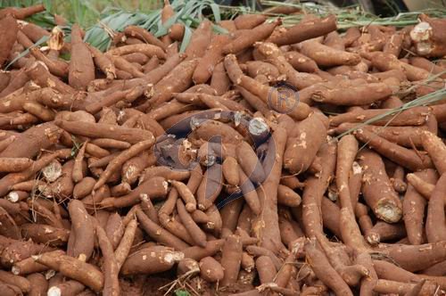 add value to cassava