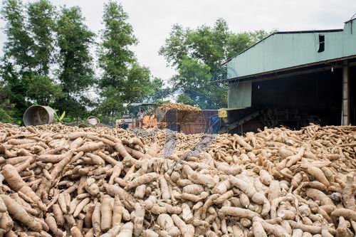 Processing cassava into cassava starch