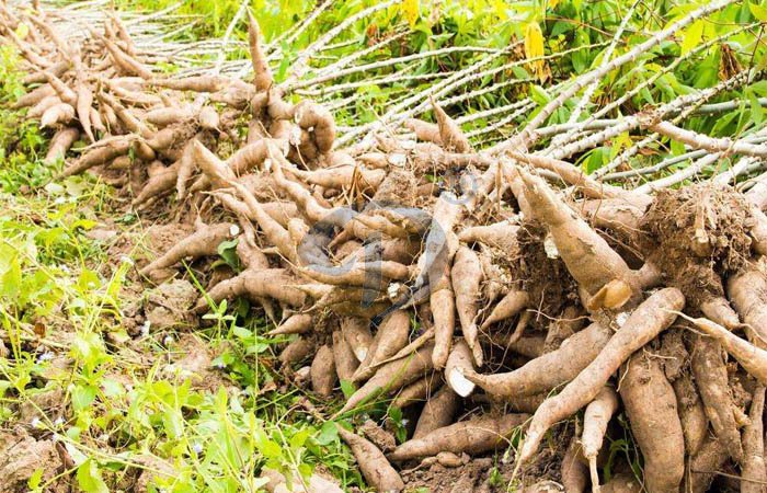 The situation of cassava plantation and cassava processing in Africa