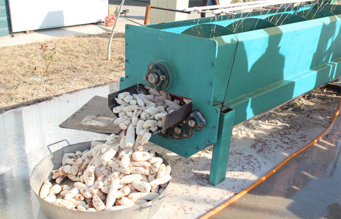 peeling machine for cassava