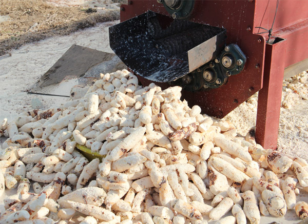 cassava washing and peeling machine
