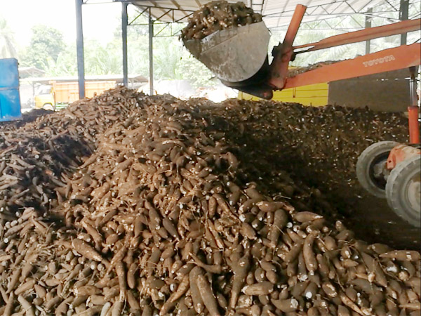 cassava production factory