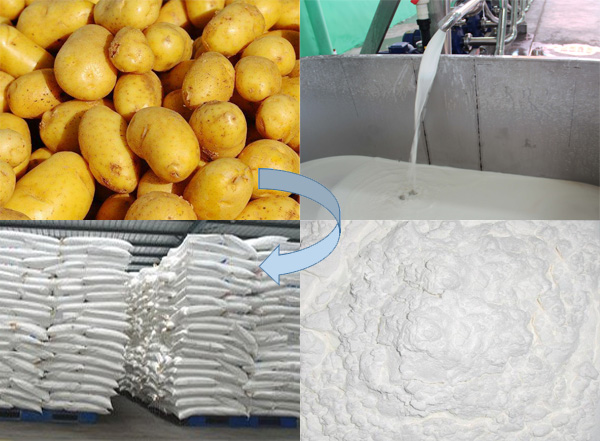potato starch extraction process