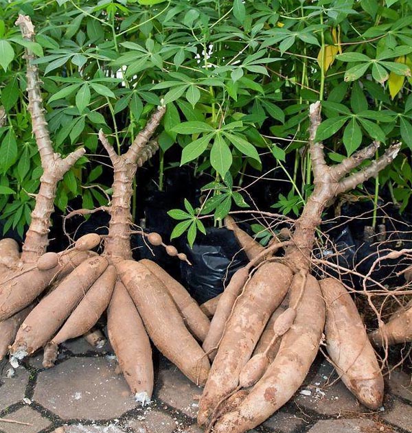 cassava production machine