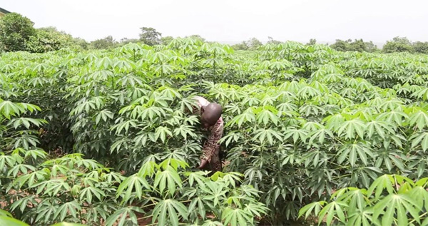 cassava industry in Sierra Leone