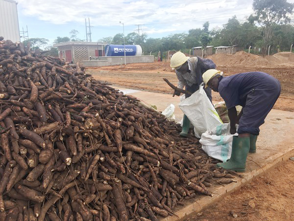 Cassava processing steps