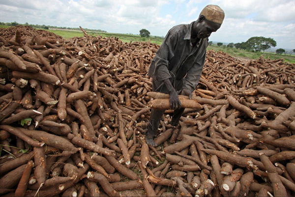 Importance and benefits of cassava