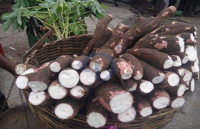 collecting the cassava