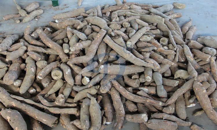 cassava production
