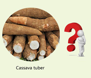 Cassava machinery