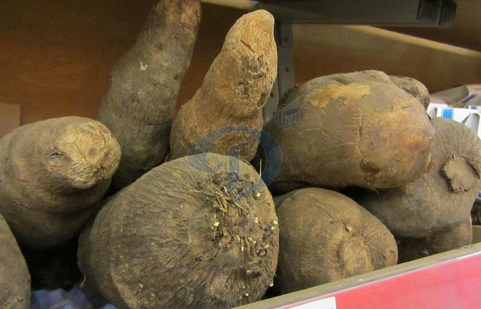 cassava tubers