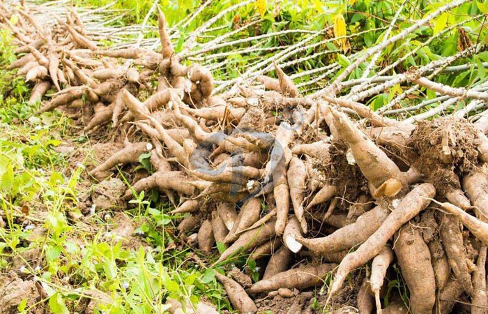 cassava processing plant