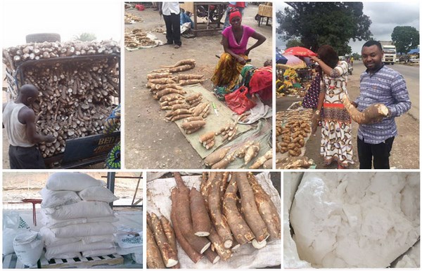 cassava flour production process