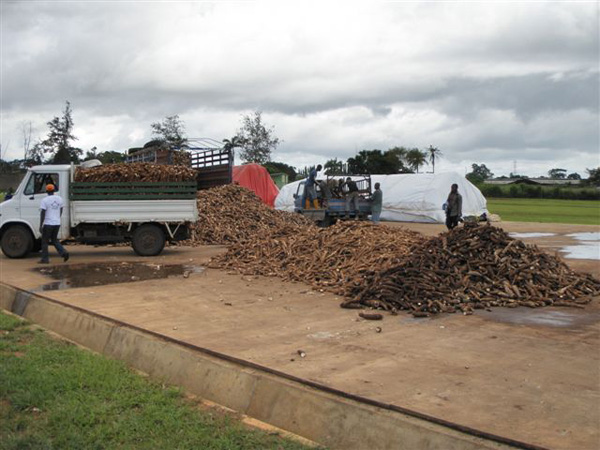 cassava processing plant in Nigeria