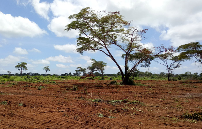 Economic importance of cassava in nigeria