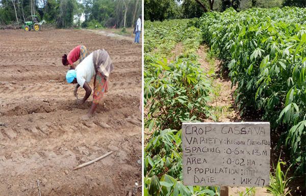 cassava starch production in Tanzania