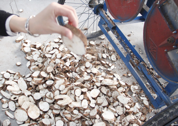 cassava chipping machine