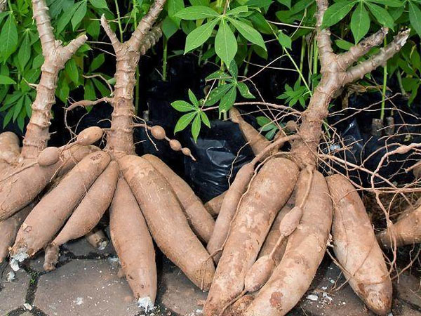 Cassava processing and storage
