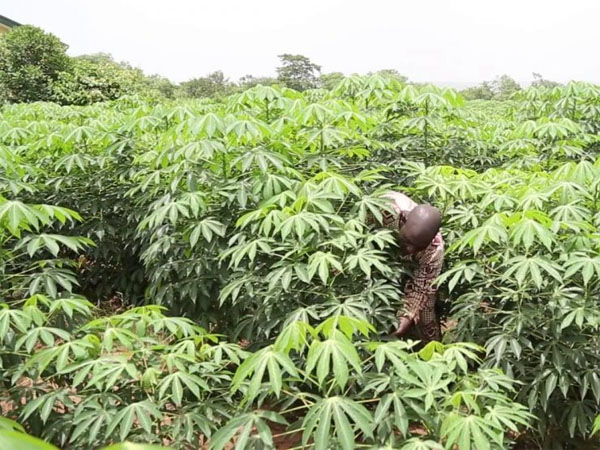 Cassava production and industry development in Sierra Leone