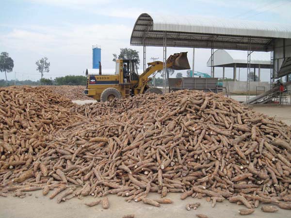 Cassava production in Cambodia processing status