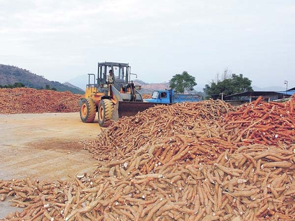 Where is cassava processing machine sold and how much is the cost ?