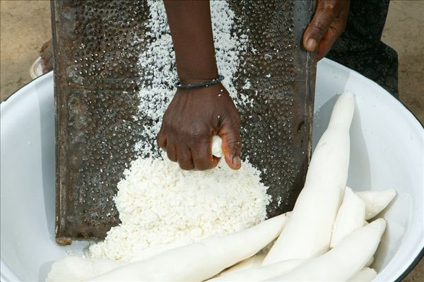 cassava production machine