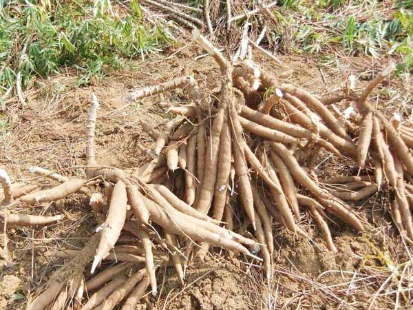 cassava processing plant