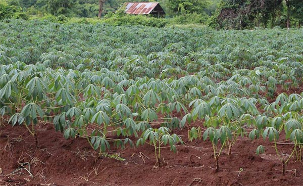 cassava production machine