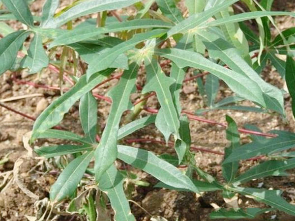 Cassava planting methods and technical points