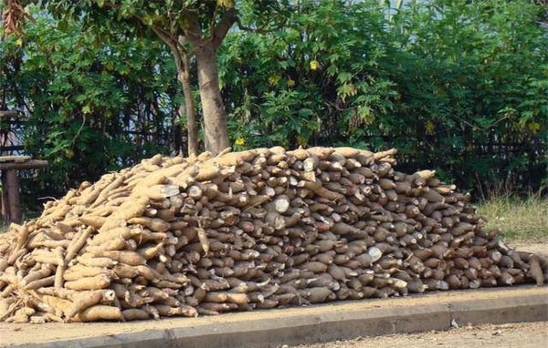 cassava processing plant