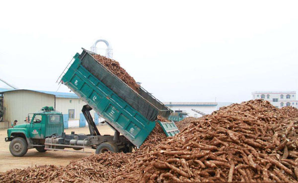 cassava starch processing plant