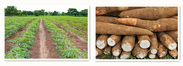 cassava