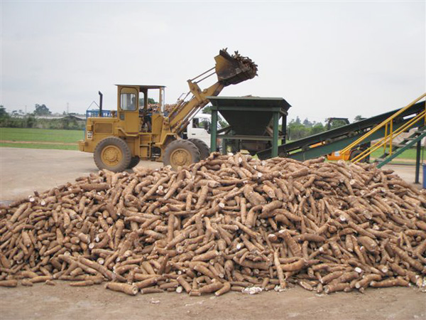 cassava starch processing