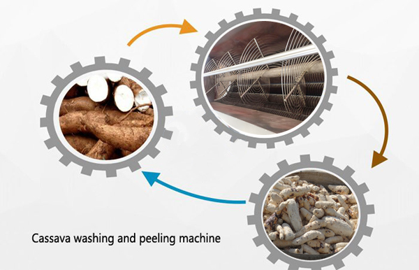 cassava peeling machine