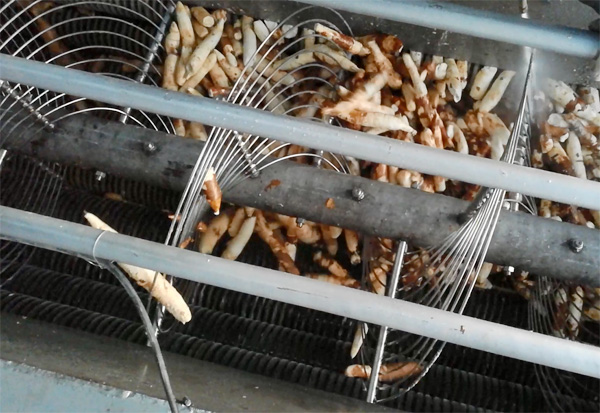 garri processing