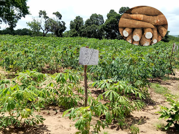 garri processing business in Nigeria