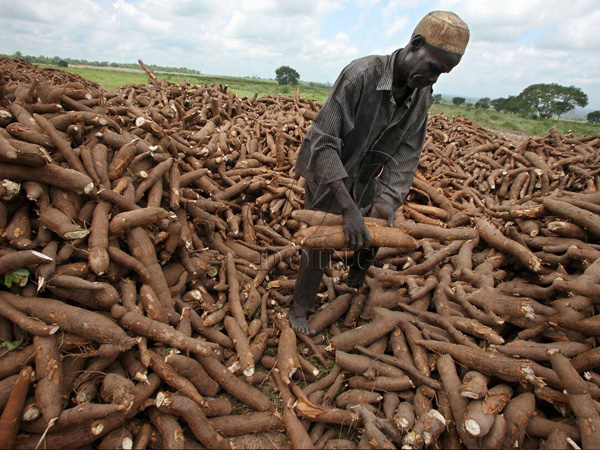 Importance and benefits of cassava