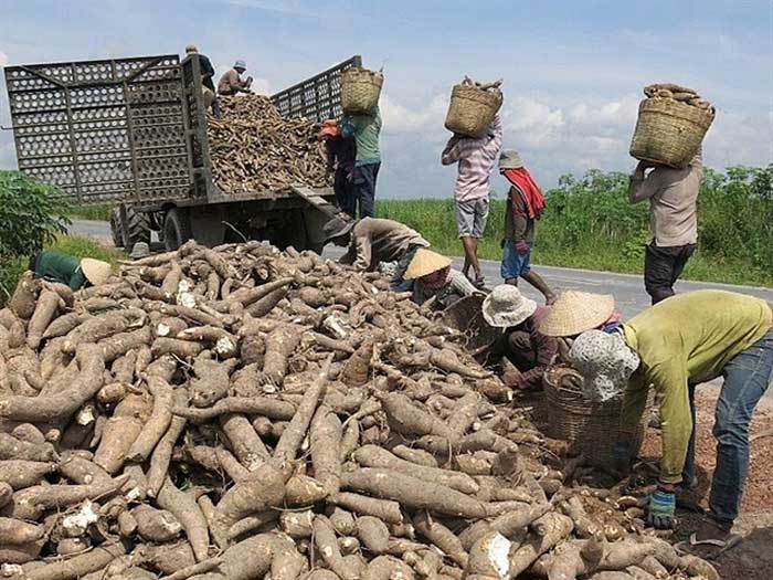 cassava to garri processing plant