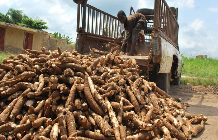cassava supply