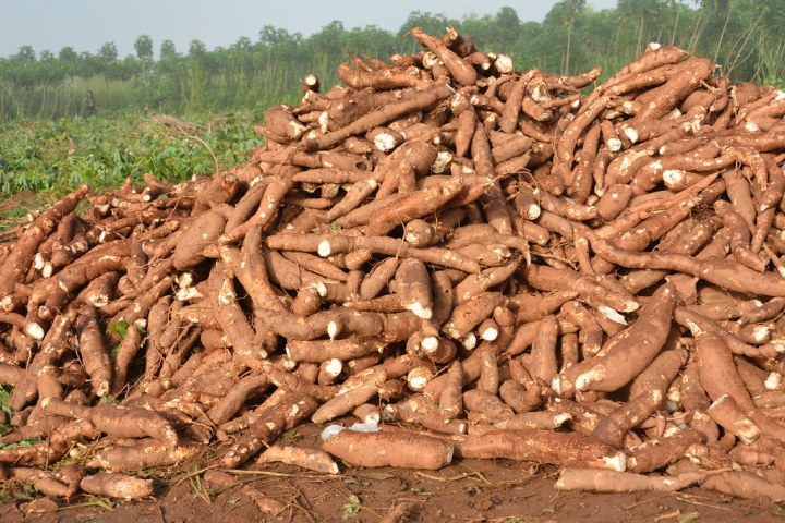 cassava