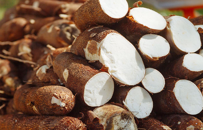 fresh cassava tubers