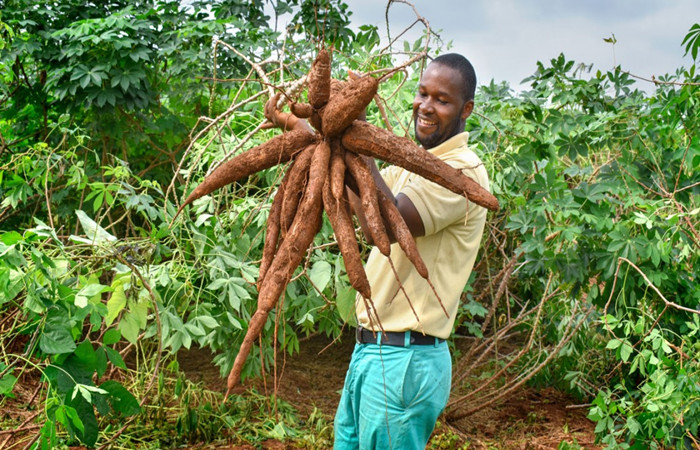 enough fresh cassava