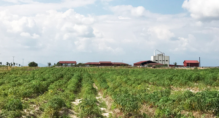 Manioc agriculture