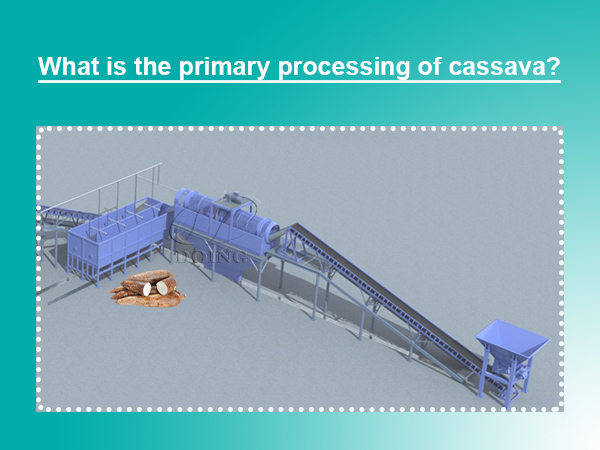 What is the primary processing of cassava?