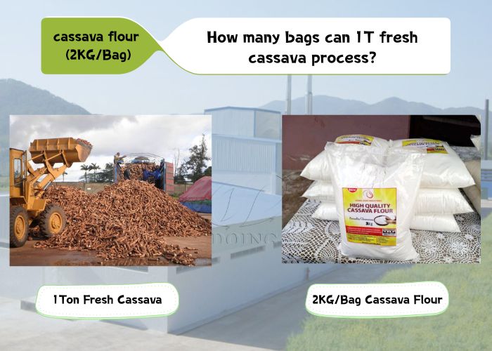 cassava flour processing