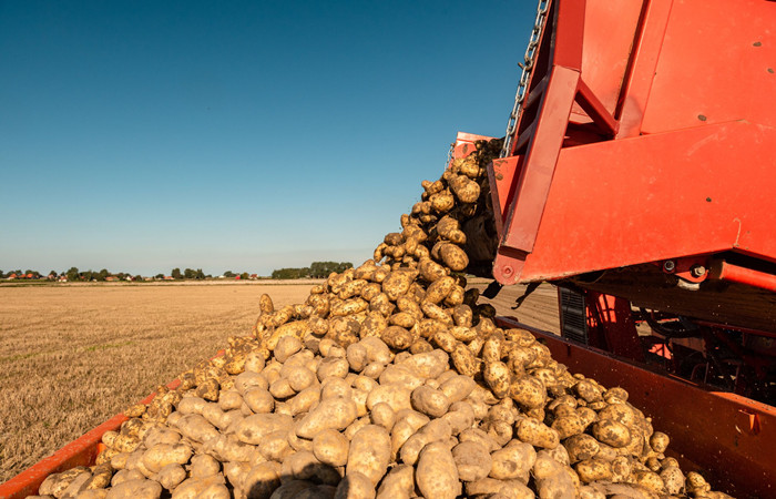 raw potatoes