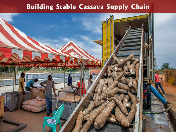 cassava supply
