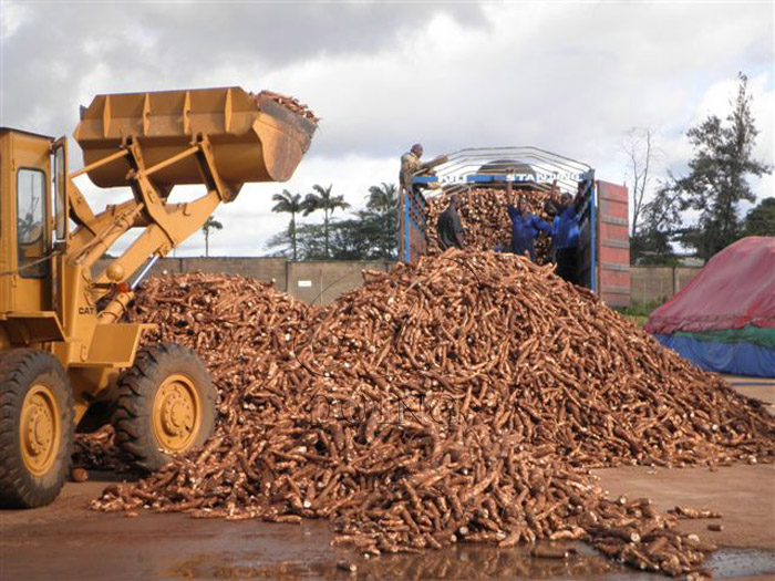 cassava growth
