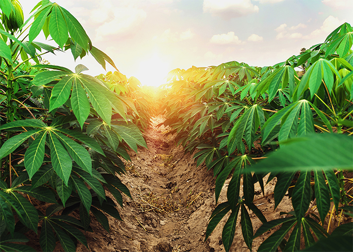 cassava harvesting seasons