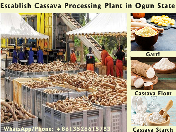 From Abundance to Industry: Establishing Cassava Processing Plants in Ogun State​